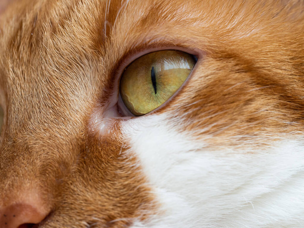 Detail des Auges einer orangefarbenen weißen Katze, Nahaufnahme eines liebenswerten Haustiers - Foto, Bild