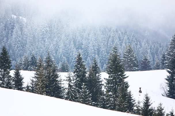 Fog in winter forest in mountain - Fotoğraf, Görsel
