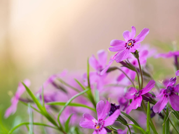 Flor Phlox Subulata flor, fondo con flores de color rosa - Foto, Imagen