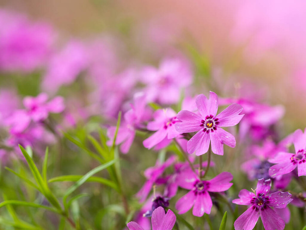 Flor Phlox Subulata flor, fondo con flores de color rosa - Foto, Imagen