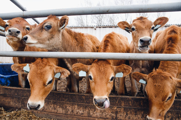 Indústria de pecuária leiteira. Vacas camisola vermelha ficar em stall comer feno - Foto, Imagem