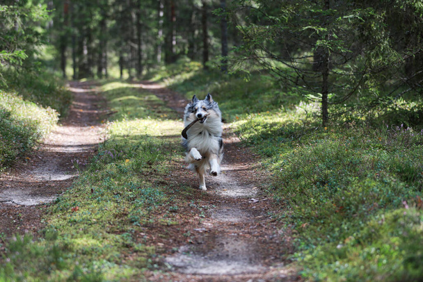 Blue Merle Shetland Schäferhund läuft im Wald mit kleinem Holzstab im Maul. Foto aufgenommen an einem warmen, bewölkten Sommertag. - Foto, Bild