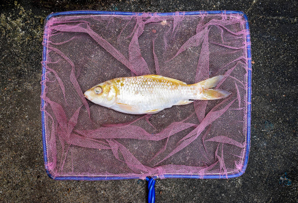 Żółte ryby Koi zdechły z powodu niskiej jakości wody, tj. zatrucie amoniakiem. Połowy przy użyciu sieci rybackich. - Zdjęcie, obraz
