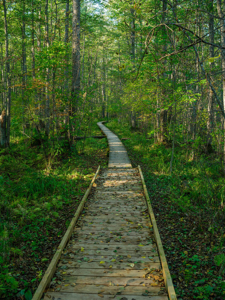 старая мокрая деревянная пешеходная дорожка в глубоком зеленом лесу. Перспектива в природе - Фото, изображение