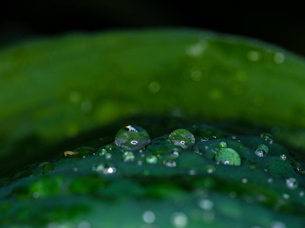 緑の葉に新鮮な水露が落ちるマクロ撮影暗い背景 - 写真・画像
