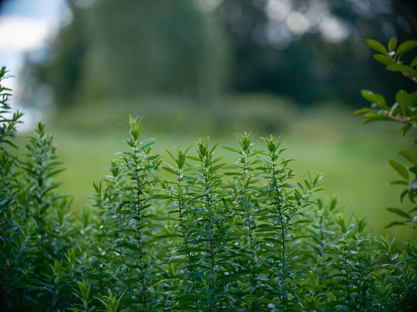 Textura de follaje de hierba verde abstracta en prado de verano con textura natural - Foto, Imagen