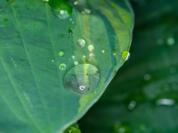 капли росы пресной воды на зеленых листьях листьев макро снимок с темным фоном - Фото, изображение