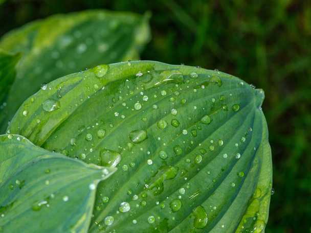 zoet water dauw druppels op groen gebladerte bladeren macro shot met donkere achtergrond - Foto, afbeelding