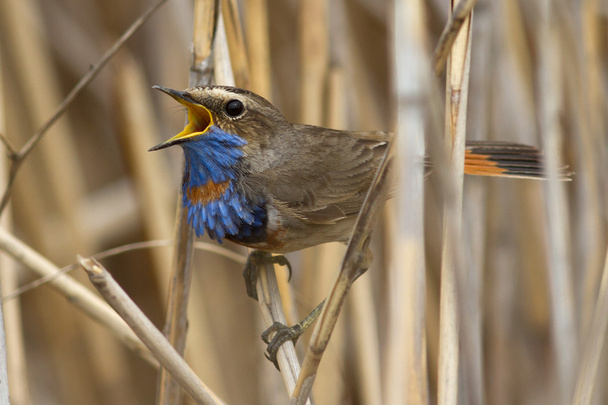 male Bluethroat red star-shaped singing on a branch cane - Photo, Image