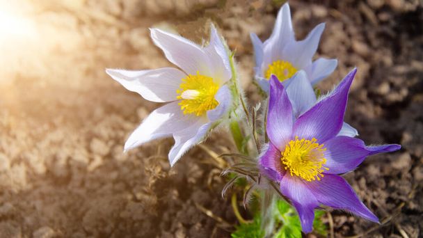 Pasque Flower, Pulsatilla vulgaris, léčiva - Fotografie, Obrázek