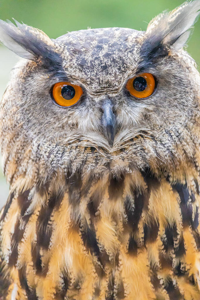 A vertical shot of an owl with bright orange eyes - Foto, afbeelding
