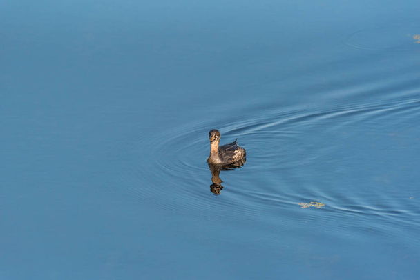 グローブと呼ばれるポディリンバスは、湿地で泳ぐ少年を表彰している。 - 写真・画像