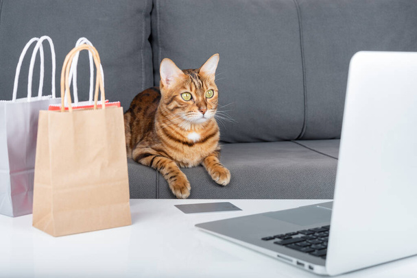 A domestic cat buys New Year's gifts online using a credit card. - Fotoğraf, Görsel