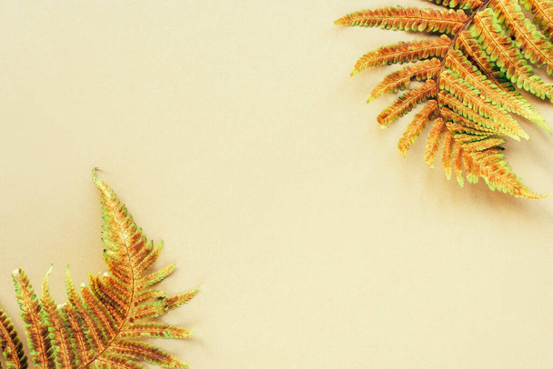 Желтый осенний папоротник листья на бежевом фоне. Вид сверху, плоский, копировальное пространство. - Фото, изображение