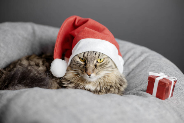 Egy elégedetlen macska egy télapó sapkában egy szürke párnán fekszik, és elfordul egy ajándékdoboztól. Koncentrálj a macskák arcára. - Fotó, kép