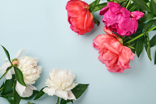 Beautiful red, pink and white peony flowers bouquet over blue background, top view, copy space, flat-lay. Valentines, Wedding and Mothers day background. - Foto, Imagem