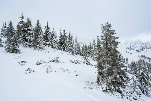 amazing winter forest. fir trees covered with snow. beautiful winter landscape - Photo, Image