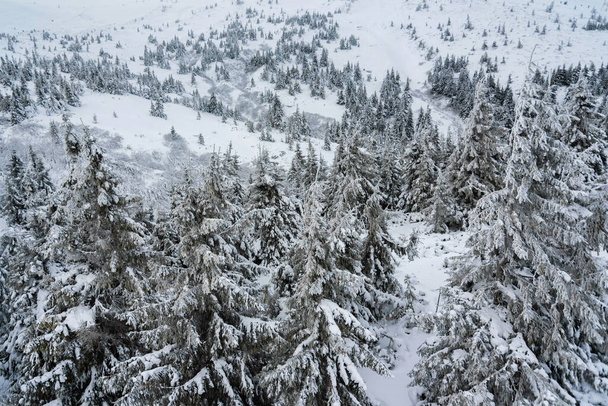 floresta de inverno incrível. abetos cobertos de neve. bela paisagem de inverno - Foto, Imagem