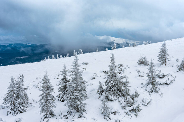 amazing winter forest. fir trees covered with snow. beautiful winter landscape - Φωτογραφία, εικόνα