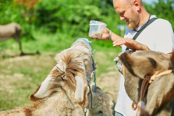 Man feeding donkeys in the countryside, in a farm, Friendly Donkey in the paddock being social, contact farm zoo - Fotoğraf, Görsel