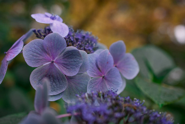 Close-up van zachte pastelblauwe hortensia bloem   - Foto, afbeelding