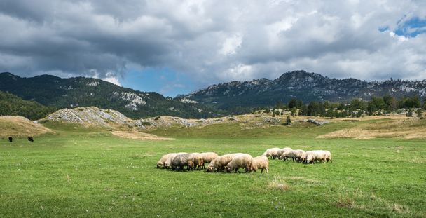 Flock of sheep - Fotoğraf, Görsel
