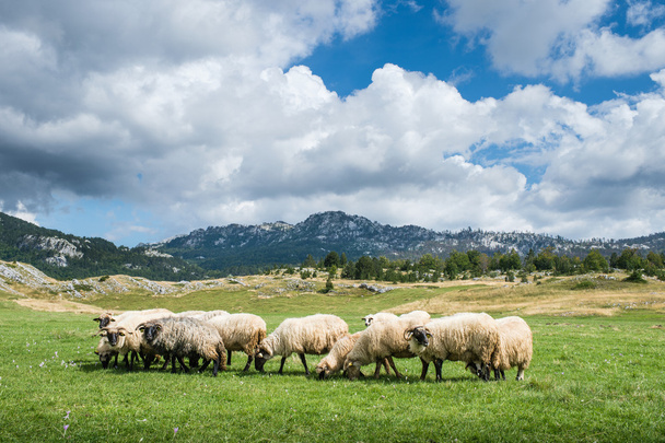 Flock of sheep - Fotó, kép