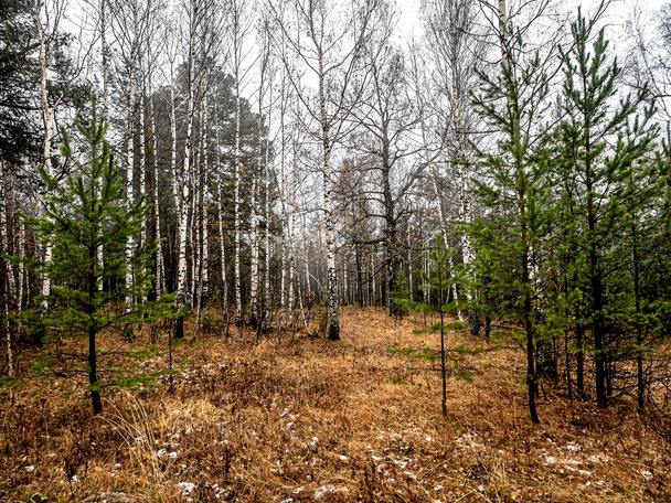 Bäume bei regnerischem und nebligem Herbstwetter auf dem ökologischen Pfad des Touristenkomplexes Semibratka, Taganay National Nature Park, Zlatoust, Russland - Foto, Bild