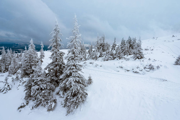 amazing winter forest. fir trees covered with snow. beautiful winter landscape - Φωτογραφία, εικόνα