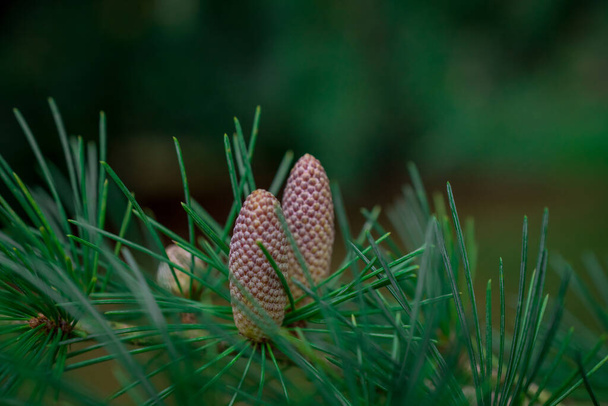 Pine tree flowers as background  - Photo, Image