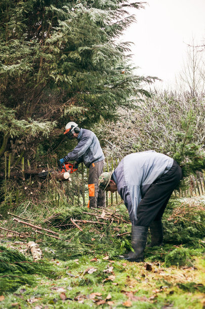 Садовники обрезают деревья
 - Фото, изображение