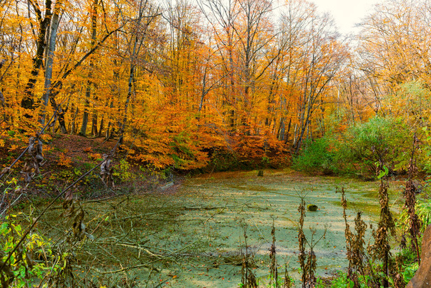 A swamp, a quagmire surrounded by a beautiful autumn forest - Фото, зображення