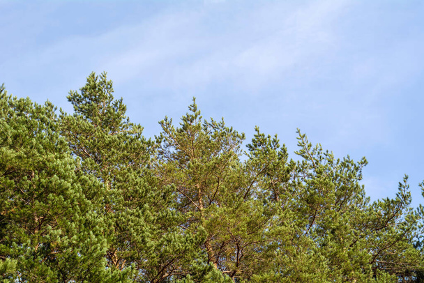 Row of pine trees with blue sky in a sunny day - Photo, Image