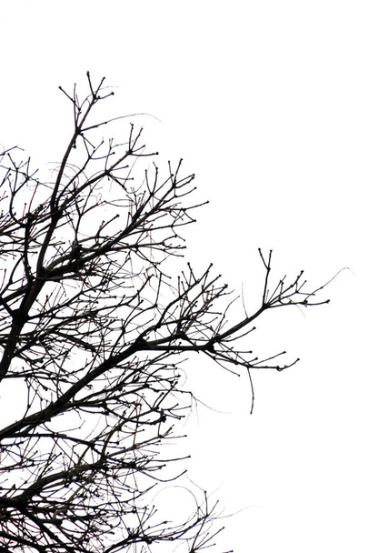silhouet van takken en een boom in Rio de Janeiro. - Foto, afbeelding