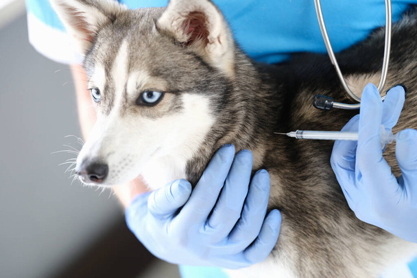 Veterinarian doctor in gloves gives injection to dog closeup - Photo, image
