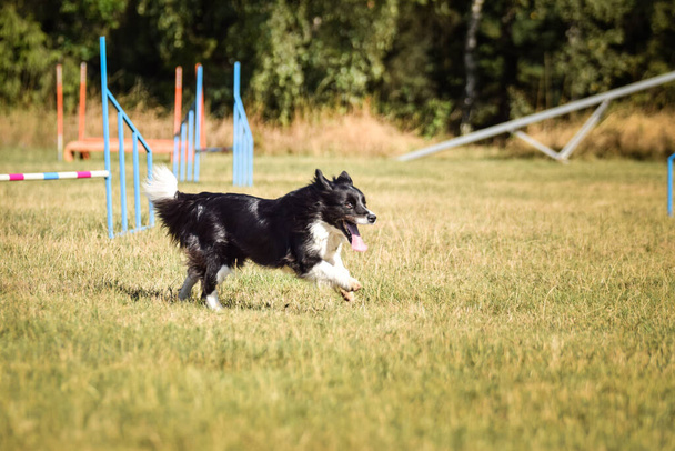 Sheltie is running in agility.  Amazing evening, Hurdle having private agility training for a sports competition - Photo, Image