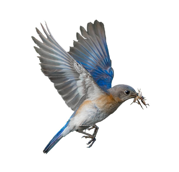 hembra Eastern Bluebird - Sialia sialis volando con dos grillos de campo marrón en su boca recorte aislado sobre fondo blanco - Foto, imagen