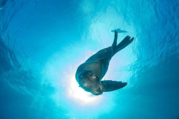 Puppy Californische zeeleeuw zegel komt naar u plezier te hebben en spelen - Foto, afbeelding