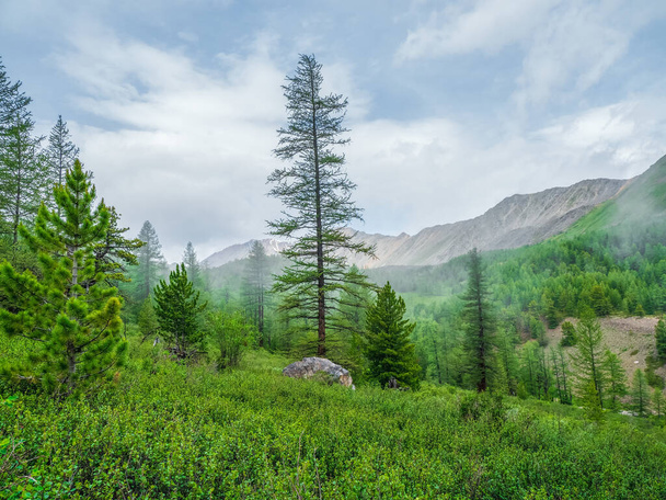 Туманный атмосферный зеленый лесной ландшафт с перьями в горах. Минималистский пейзаж с краевыми хвойными лесами в легком тумане. Альпийский спокойный пейзаж ранним утром. - Фото, изображение