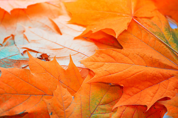 paysage d'automne avec des feuilles colorées lumineuses. L'été indien. feuillage. - Photo, image