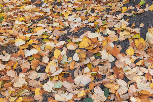 Yellow quince tree leaves fallen down in autumn. - Fotoğraf, Görsel