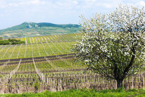 wiosna winnicy, palava, Republika Czeska - Zdjęcie, obraz