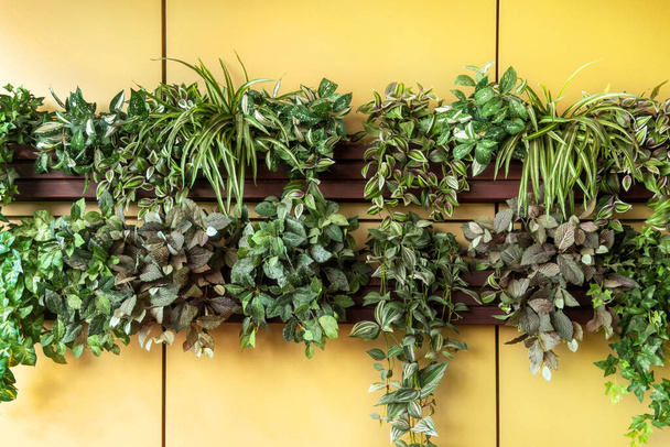 Green plants hanging on yellow wall of street cafe. Floral decoration of restaurant terrace. Eco concept in eatery design. - Фото, зображення