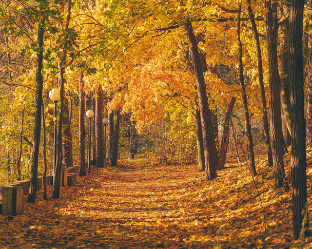 сонячні промені зігрівають парк під час красивої золотої осені. Золота година. килим з різнокольорових листя. ідеальне місце для романтичної прогулянки
. - Фото, зображення