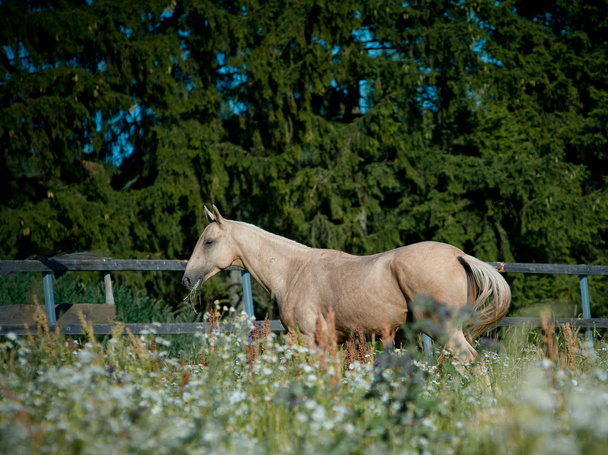 čistokrevná kůň - Fotografie, Obrázek