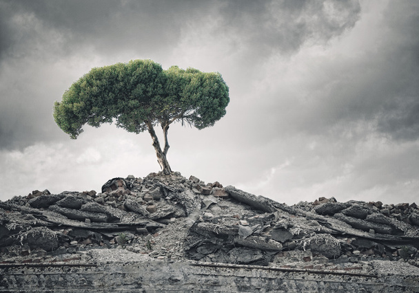 Зеленое дерево стоит на руинах
 - Фото, изображение