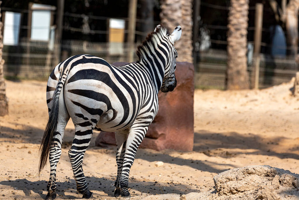 Pruhy a ocas zebry. Africké divoké zvíře stojící na písku. Zadní pohled na zebru na poli. Portrét zvířete, pohled do zoo na pozadí palem. Zvířata v divočině. Domácí interiér plakát nebo malování plátno design šablony - Fotografie, Obrázek