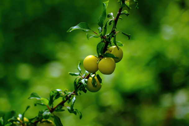 frutas de membrillo en una rama en el jardín, en verano - Foto, imagen