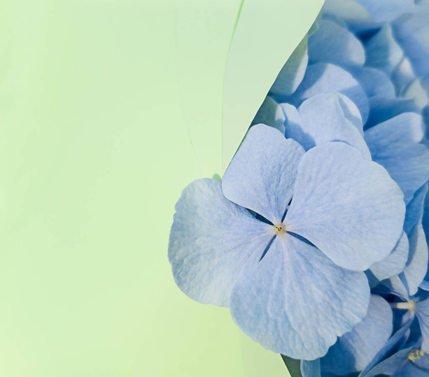 blue Hydrangea or Hortensia flower in a bouquet on a green background macro with copy space - Фото, зображення
