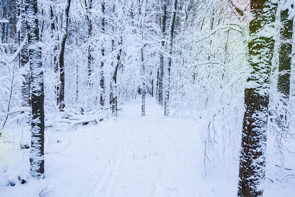 Inverno. Bella foresta innevata. Alberi nella neve. Russia - Foto, immagini